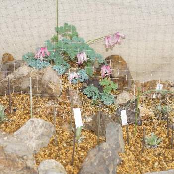 コマクサの画像 by lさん | 小さな庭とエーデルワイスとハヤチネウスユキソウとコマクサと山野草と+安曇野