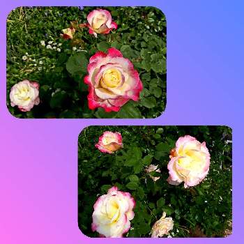 薔薇大好き❤️の画像 by あさみんさん | 小さな庭と薔薇ダブルデライトとやったぁ♡と薔薇大好き❤️とコロナに負けるな！と花のある暮らしと庭植え