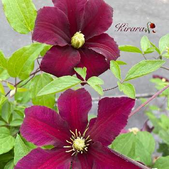 花びらがビロードのよう の投稿画像一覧 Greensnap グリーンスナップ