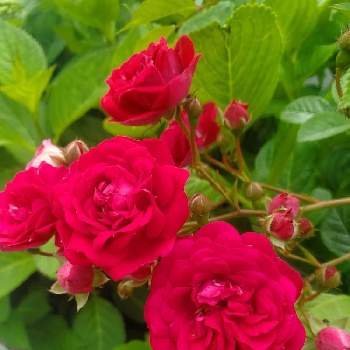 色がきれーい❤️の画像 by ナナママさん | 小さな庭と色がきれーい❤️と可愛いい花とガーデニング♥とばら大好きと可愛い〜♡