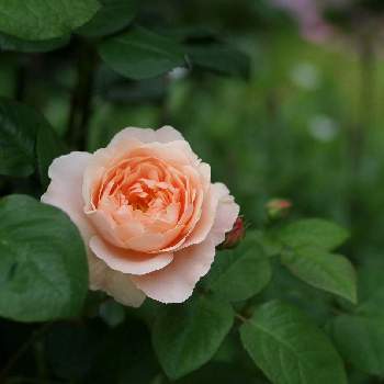 ✨バラの画像 by 伊豆野サクラさん | バラ アンブリッジローズと花のある暮らしと伊豆の庭と✨バラ