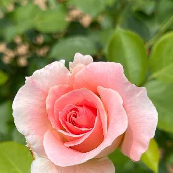 春の訪れ♪の画像 by HTさん | 小さな庭とバラを楽しむとばら バラ 薔薇と春の訪れ♪