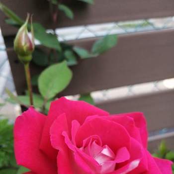 バラ ラブの画像 by junmamaさん | バラ ラブとばらと鉢植えと赤いバラと今年も咲いた
