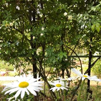 庭の木の画像 by ゆったりゆっこさん | 広い庭とシャスターデージーとモッコウバラと白い花と庭の木と今朝のお庭