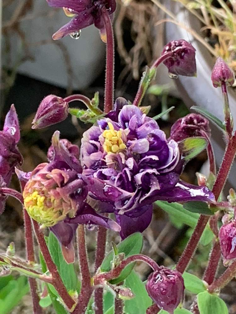 オダマキ アクイレギア の投稿画像 By おきょうさん 色が素敵といい感じ と花壇 の花と美人さん と生きてる と色合いがステキ とまた会えたねー と色が素敵といい感じ と花壇の花と美人さん と生きてる と色合いがステキ とまた会えた