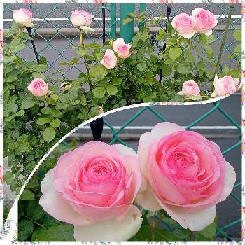 職場にての画像 by ひよたろさん | 職場にてとバラ・ピエールドゥロンサールと薔薇好きとしょくば園芸♡
