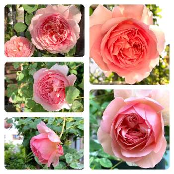 ソニアリキエルの画像 by ミルココさん | 小さな庭とソニアリキエルとバラとばら バラ 薔薇とピンクの花とピンクのバラ♡とバラのある暮らしとギヨーと花のある暮らしとバラ・ミニバラ