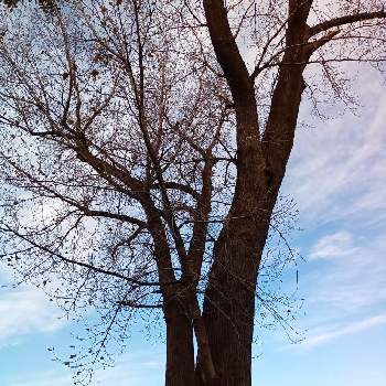 空撮りの画像 by m＆oさん | お出かけ先と雲撮りと水元公園と以前の写真と雲仲間と空撮りと樹木見上げ隊と朝の散策路