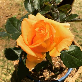 オレンジ系大人気の薔薇中毒様専用 バラ 挿し木 植物 観葉植物 インテリア 住まい 小物オレンジ系 9 999 Ugel03 Tno Gob Pe