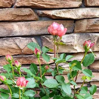 ボスコベルの画像 by M4さん | お出かけ先とボスコベルとつぼみと可愛いと花のある暮らしとGREEN UP!と木蔭と薔薇の花とロザ ヴェール