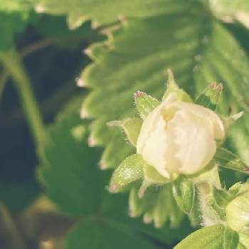 スクスク成長中の画像 by やさしささん | 小さな庭とワイルドストロベリーとスクスク成長中とつぼみとハーブと花のある暮らしと小さいと白い花とかわいいな♡
