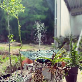 アボガドの画像 by にこぱさん | 小さな庭とアボガドとシロヤナギと胡蝶蘭とフィッシュボーン カクタス