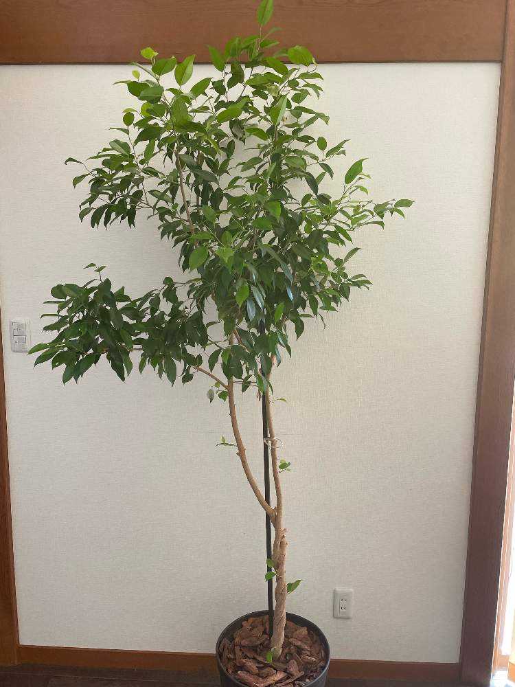 桜レイ様　アサヒゴム　フィカス　エラスティカ 観葉植物】インドの巨木！？フィカス・エラスティカ(インドゴム