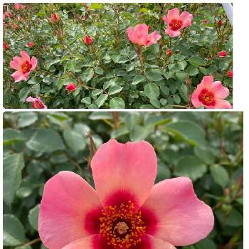 色変わりの画像 by ラックスさん | 広い庭とバベルバビロンとバラ ブロッチと杏色の薔薇と薔薇のある家と四季咲バラと色変わり