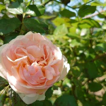 はたけの画像 by しずくさん | 畑とばら バラ 薔薇と素敵な薔薇。とバラ・ピエールドゥロンサールとおはなとバラ大好きとバラのある暮らしとおうち園芸とはなのある暮らしとはたけとばらの香りとピンクのばらと薔薇大好き