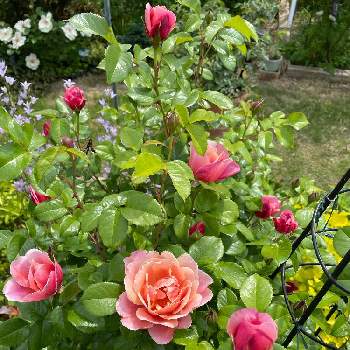綺麗な葉の画像 by ラックスさん | 広い庭とピンクビンテージ☆とキレイな薔薇とシュラブと薔薇のある家と四季咲バラと綺麗な葉