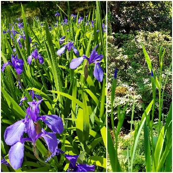 早春の花の画像 by パープルさん | お出かけ先とカキツバタと茨城県と癒される花と可愛いお花と笑って咲く花と２０２０年５月同期と可愛い蕾と早春の花と愛しの紫と平和を願うと青い花マニアとパープルの花と筑波実験植物園と金曜日の蕾たち