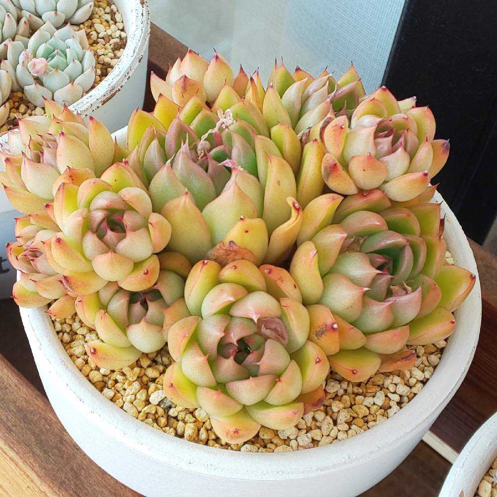 ❀098 プリリンゼアナ①の生長記録 Vol.2 2022.06.02更新｜🍀GreenSnap