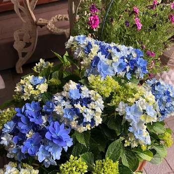 ながーく咲いてねの画像 by 7033さん | 玄関と紫陽花 星あつめと初めての花♡とお顔がこんにちはとおうち園芸と花いろいろと花のある暮らしと青い花マニアとながーく咲いてね