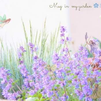 花の妖精の画像 by ローレルさん | キャットミントとフェスツカ　エリジャブルーと妖精さんと花の妖精とlaurel gardenとキャットミント♪と5月と花のある暮らしとビリディフローラスプリンググリーンとpurple dream✨