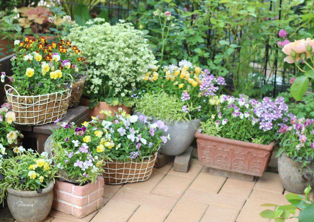 2021秋‪‪𖥧𖤣種まき🌱2022春‪‪𖥧𖤣咲いたお花たち｜🍀GreenSnap‬‬‬‬