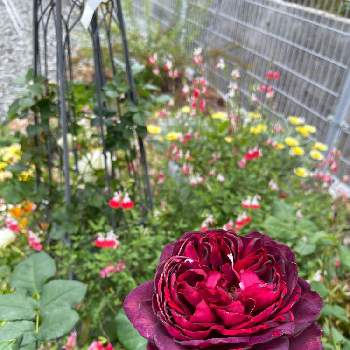  もこもこの画像 by ぅにぅにさん | 薔薇とチェリーセージ ホットリップスと元気いっぱいと名前、、、忘れたなぁとふわふわとむぎゅっととおうち園芸部と もこもことパァッと！