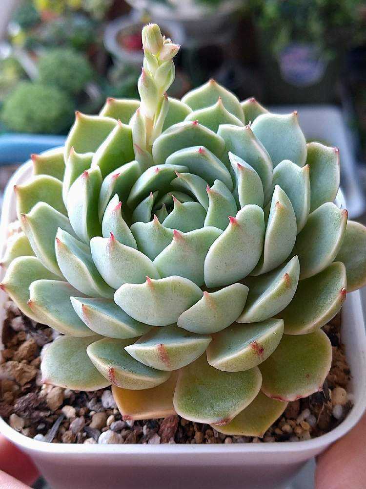 子育て上手なベンバディスさん｜🍀GreenSnap（グリーンスナップ）