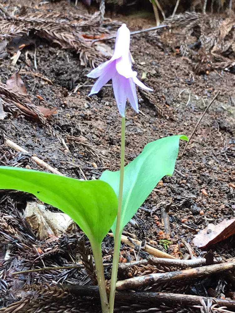 ハルリンドウ - --- 多摩発信の山野草ブログ ｜ リンドウ7種 松阪の山