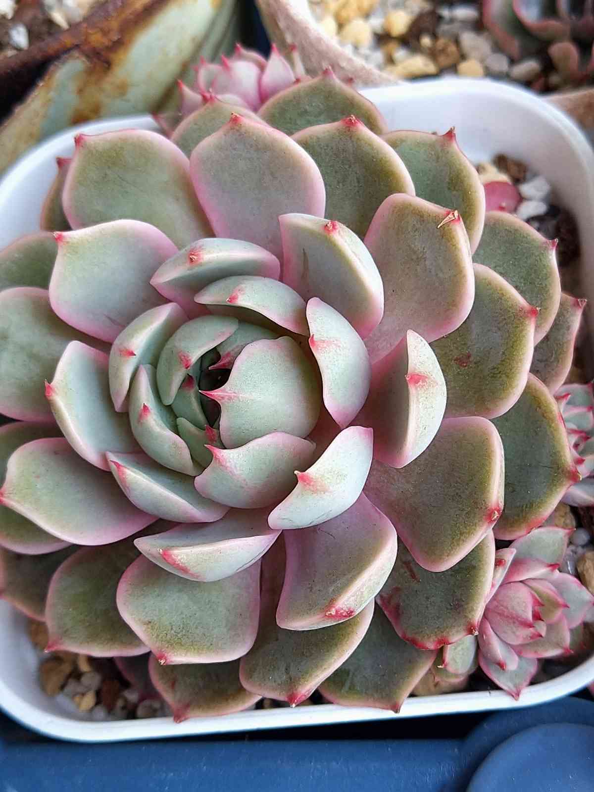 ティッピー×ベンバディス　韓国苗 子育て上手なベンバディスさん｜🍀GreenSnap（グリーンスナップ）