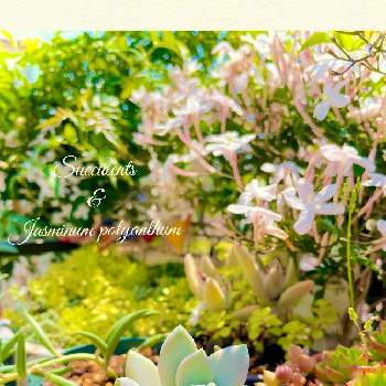 羽衣ジャスミン,セダム,三日月ネックレス,多肉植物,庭のある暮らしの画像