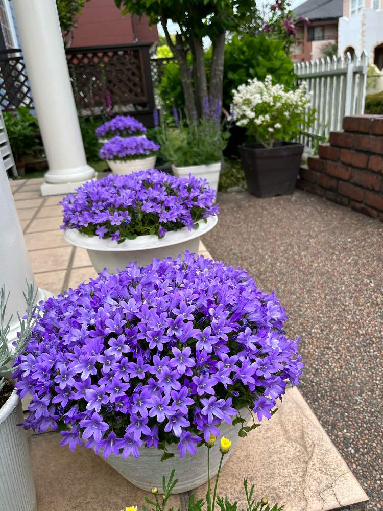 ベルフラワーの投稿画像 By Sunhopeさん 玄関と紫色の花とマイガーデンと季節の花と玄関アプローチと宿根と鉢植えとガーデニングと花の ある暮らしと映えると紫の花とベル型の花と季節限定と庭の宿根草と紫色の花とマイガーデンと季節の花と玄関アプローチと宿根と鉢植え