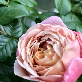 ワクワクの画像 by くろちゃんさん | 小さな庭とバラ　ピンクビンテージと健気なとワクワクと好きな花を好きなだけとGS映えと可愛いなあ♡と花いろいろと元気に育ててますよと花のある暮らしと綺麗だなぁ