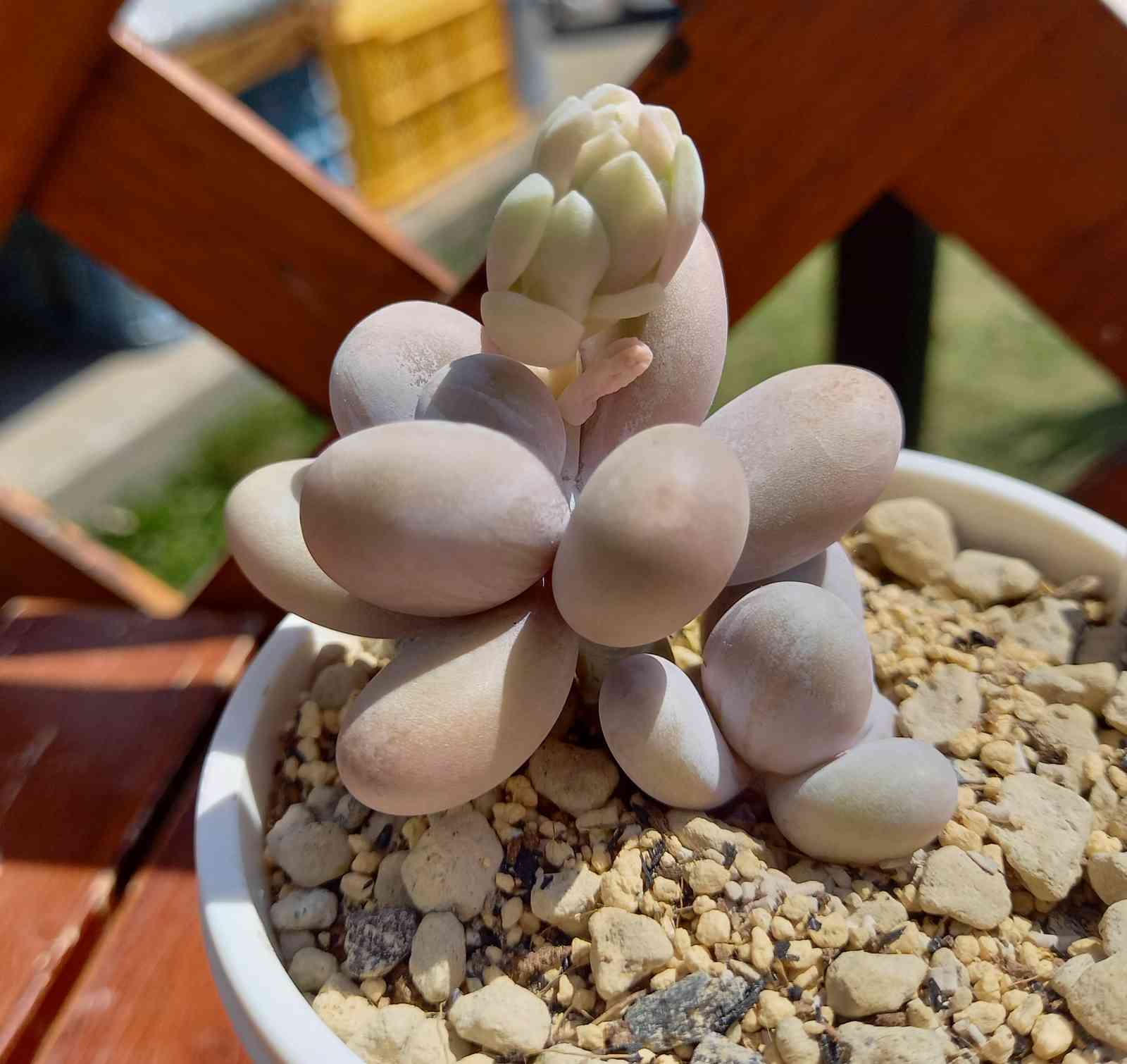 多肉植物 オレンジスノーボール 特大 抜き苗 るる農園 - 植物/観葉植物