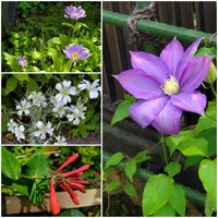 クレマチス,ミヤコワスレ,ツキヌキニンドウ,セラスチウム,テッセンの画像