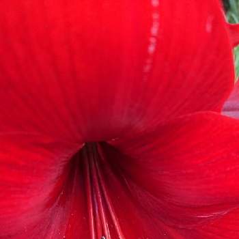 ヒガンバナ科の画像 by 花穂さん | アプローチとアマリリスと身近にある花達とおうち園芸とちっちゃい庭とヒガンバナ科と花のある暮らしと小さな鉢
