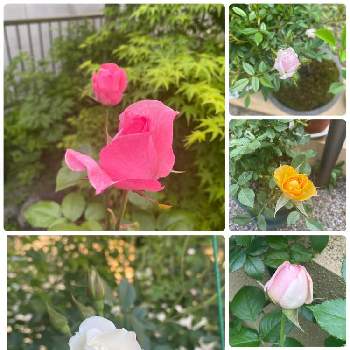 難しいの画像 by SKYママさん | 小さな庭とバラとキキョウとつるバラ...とミニバラとアイスバーグと金曜日の蕾たちとお花を楽しむと難しいと花のある暮らしと癒しのひと時
