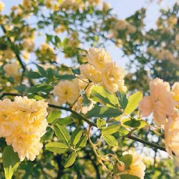 黄モッコウバラの画像 by 紺色の白鳥さん | 小さな庭と黄モッコウバラとモッコウバラと花壇とつるバラと富山支部とばら バラ 薔薇