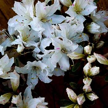 　白い花の画像 by hiro2917さん | お出かけ先と花のある暮らしと花いろいろと　白い花とコロナに負けるな‼️