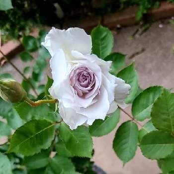 開花したの画像 by りくがめさん | 小さな庭とガブリエルとバラ　ブルーグラビティと鉢植えとばら バラ 薔薇と青系の薔薇と開花した