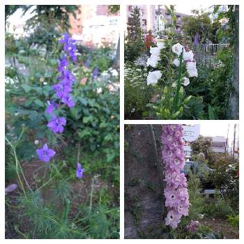 カンパニュラ メディウムの投稿画像一覧 Greensnap グリーンスナップ