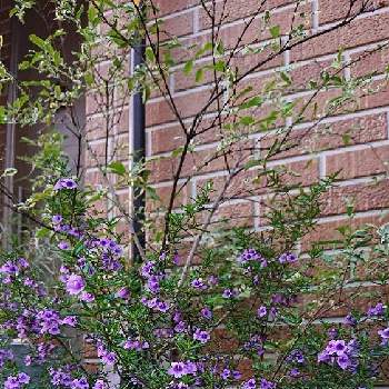 ミントブッシュの画像 by o87 31Taさん | 小さな庭とミントブッシュと庭木・花木とおうち園芸