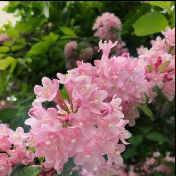 だいすきの画像 by ぴょんさん | ウツギとだいすきと可愛い❤と綺麗なお花❤と今日のお花と山あい♪と暑い日とピンク色の花と好みの色と花のある暮らし
