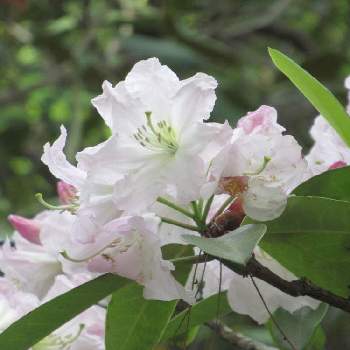 石楠花の画像 by えりすけさん | お出かけ先と石楠花ときれいと神代植物公園
