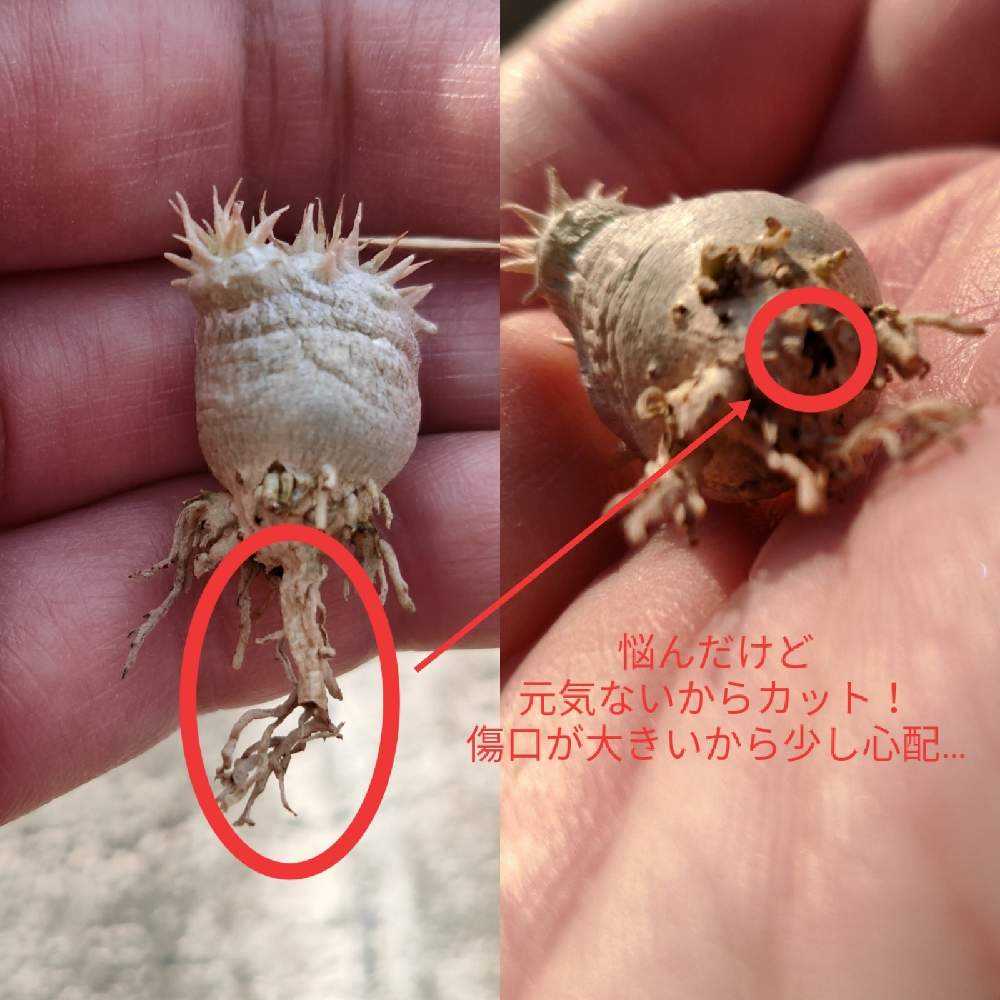 死亡]パキポディウム ブレビカウレ育成記｜🍀GreenSnap