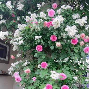 バラ ウィリアムモーリスの画像 by kyonekoさん | 玄関とバラ ウィリアムモーリスとガートルード・ジェキルとバラはいいなぁと薔薇愛同盟とお気に入りとナチュラルすぎるガーデンとバラ大好きと大好きとナチュラルガーデンとおうち園芸とバラ 鉢植えと寄せ庭とイングリッシュ・ローズと可愛いと花のある暮らしとバラ・ミニバラとロザリアン