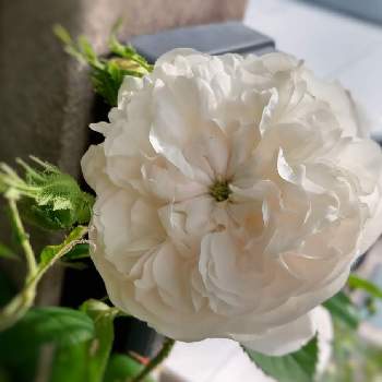 白色の画像 by ヨチさん | 小さな庭とダマスクと白色と香りとバラが好きと多花