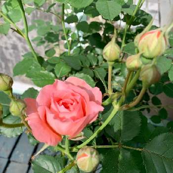 今朝の一枚の画像 by ニャンコガーデンさん | 小さな庭とロマンティックチュチュとばら バラ 薔薇と手作りの庭と薔薇のある暮らし♡とバラ 鉢植えと今朝の一枚と小さな小さな庭
