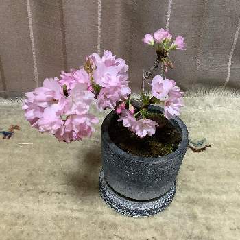 旭山桜の画像 by きっちゃんさん | 小さな庭と旭山桜