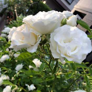 サマースノーの画像 by mutsuchiyanさん | 小さな庭とサマースノーとつるバラ サマースノーと薔薇好きと癒しと愛しいとエネルギーとありがとうと美しいと休日のひと時と真っ白と可愛いとガーデニングと小さな小さな庭と花のある暮らしと薔薇♪と頑張るばい！熊本！と薔薇の花