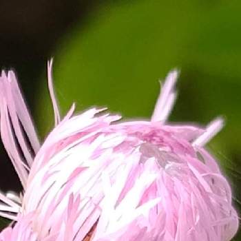 チューリップ,上湧別チューリップ公園の画像